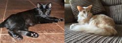 Pantherette vs Oriental Longhair - Breed Comparison