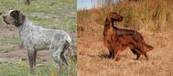 Perdiguero de Burgos vs Irish Setter - Breed Comparison