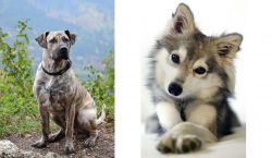 Perro Cimarron vs Miniature Siberian Husky - Breed Comparison