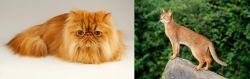 Persian vs Abyssinian - Breed Comparison