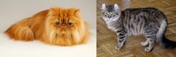 Persian vs American Curl - Breed Comparison
