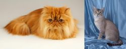 Persian vs American Keuda - Breed Comparison