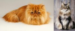 Persian vs American Longhair - Breed Comparison