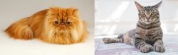 Persian vs American Polydactyl - Breed Comparison