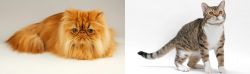 Persian vs American Wirehair - Breed Comparison