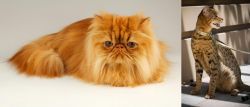 Persian vs Ashera - Breed Comparison