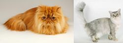 Persian vs Asian Semi-Longhair - Breed Comparison