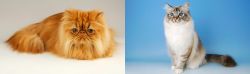 Persian vs Birman - Breed Comparison