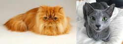 Persian vs Blue Russian - Breed Comparison