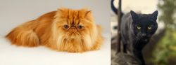 Persian vs Bombay - Breed Comparison