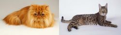 Persian vs California Spangled Cat - Breed Comparison