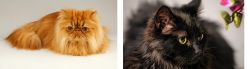 Persian vs Chantilly/Tiffany - Breed Comparison