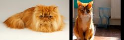 Persian vs Chausie - Breed Comparison