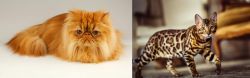 Persian vs Cheetoh - Breed Comparison