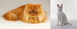Persian vs Cornish Rex - Breed Comparison