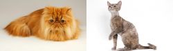 Persian vs Devon Rex - Breed Comparison