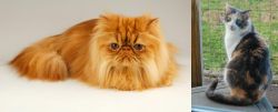 Persian vs Dilute Calico - Breed Comparison
