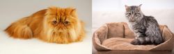 Persian vs Domestic Mediumhair - Breed Comparison