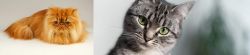 Persian vs Domestic Shorthaired Cat - Breed Comparison