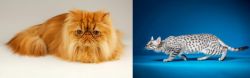 Persian vs Egyptian Mau - Breed Comparison