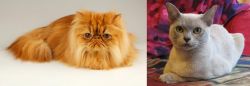 Persian vs European Burmese - Breed Comparison
