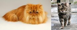Persian vs Farm Cat - Breed Comparison