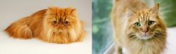 Persian vs Ginger Tabby - Breed Comparison