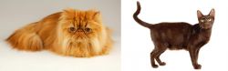 Persian vs Havana Brown - Breed Comparison