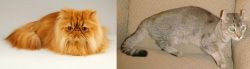 Persian vs Jaguarundi Curl - Breed Comparison
