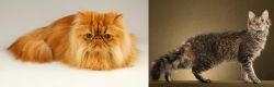 Persian vs LaPerm - Breed Comparison