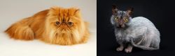 Persian vs Lykoi - Breed Comparison