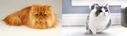 Persian vs Munchkin - Breed Comparison