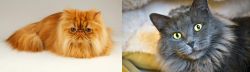 Persian vs Nebelung - Breed Comparison
