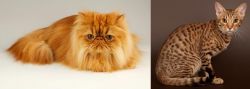 Persian vs Ocicat - Breed Comparison