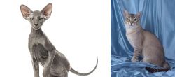 Peterbald vs American Keuda - Breed Comparison