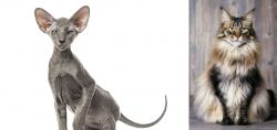 Peterbald vs American Longhair - Breed Comparison