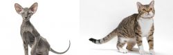 Peterbald vs American Wirehair - Breed Comparison