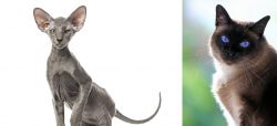 Peterbald vs Applehead Siamese - Breed Comparison
