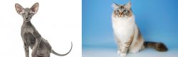 Peterbald vs Birman - Breed Comparison