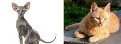 Peterbald vs Brazilian Shorthair - Breed Comparison