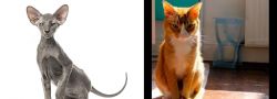 Peterbald vs Chausie - Breed Comparison
