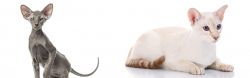 Peterbald vs Colorpoint Shorthair - Breed Comparison