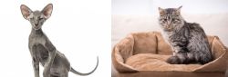 Peterbald vs Domestic Mediumhair - Breed Comparison