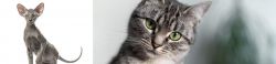 Peterbald vs Domestic Shorthaired Cat - Breed Comparison