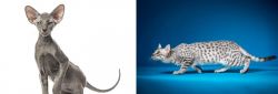 Peterbald vs Egyptian Mau - Breed Comparison