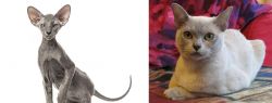 Peterbald vs European Burmese - Breed Comparison