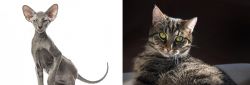 Peterbald vs European Shorthair - Breed Comparison