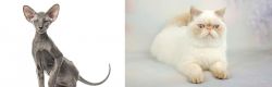 Peterbald vs Exotic Shorthair - Breed Comparison