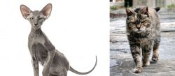 Peterbald vs Farm Cat - Breed Comparison