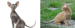 Peterbald vs German Rex - Breed Comparison